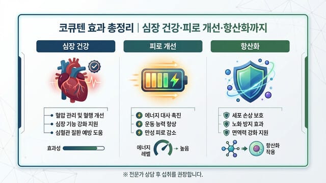 코큐텐 효과 총정리｜심장 건강·피로 개선·항산화까지