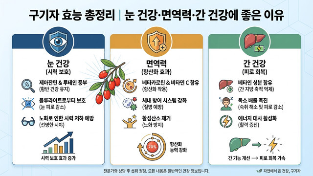 구기자 효능 총정리｜눈 건강·면역력·간 건강에 좋은 이유