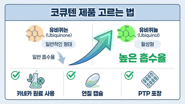 코큐텐 제품 고르는 법｜흡수율 높은 제품 선택 팁