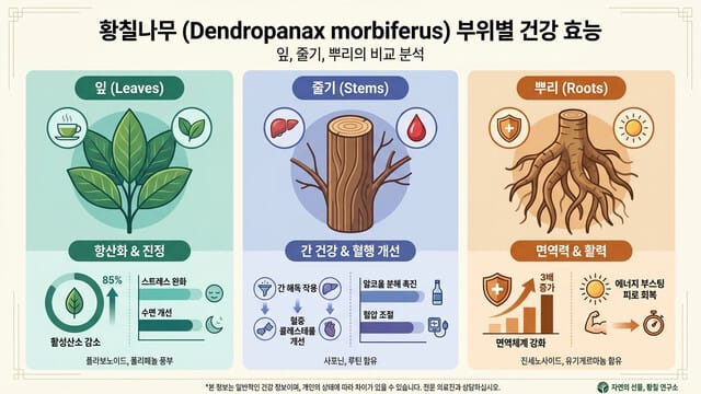 황칠나무 부위별 효능 총정리｜잎 vs 줄기 vs 뿌리 차이점