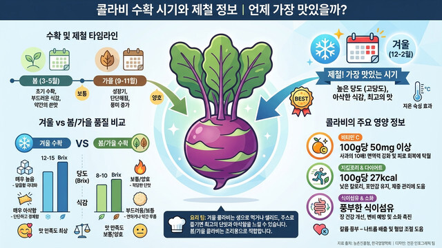 콜라비 수확 시기와 제철 정보｜언제 가장 맛있을까?