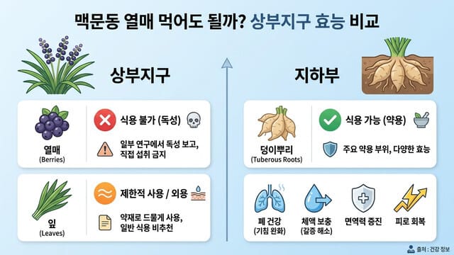 맥문동 열매 먹어도 될까? 상부지구와 효능 비교 정리