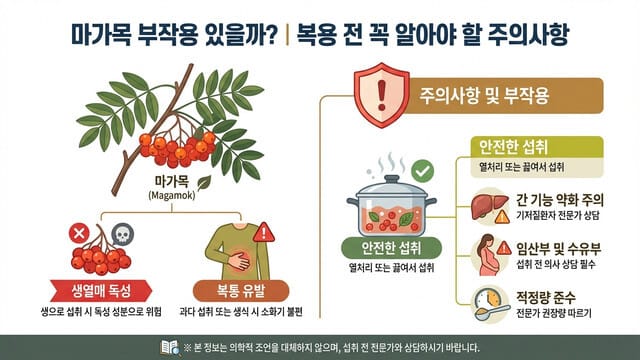 마가목 부작용 있을까?｜복용 전 꼭 알아야 할 주의사항