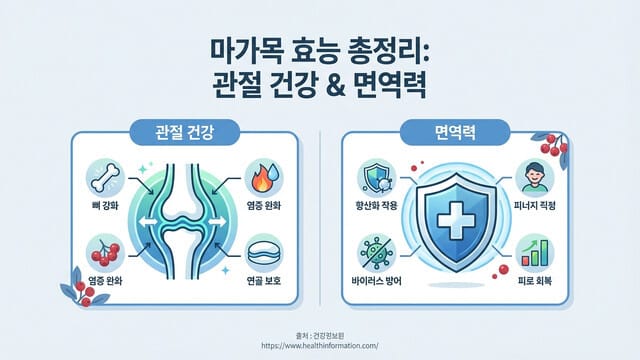 마가목 효능 총정리｜관절 건강·면역력에 좋은 이유