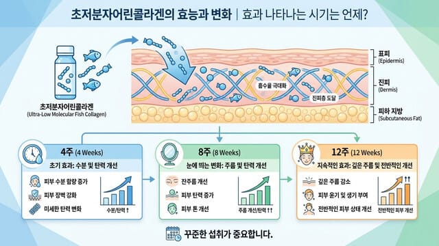 초저분자어린콜라겐의 효능과 변화｜효과 나타나는 시기는 언제?
