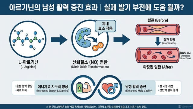 아르기닌의 남성 활력 증진 효과｜실제 발기 부전에 도움 될까?
