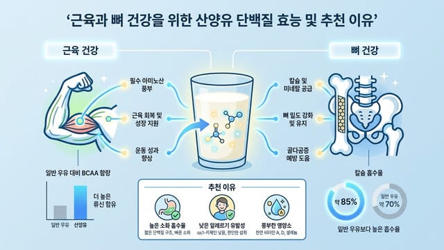 근육과 뼈 건강을 위한 산양유 단백질 효능 및 추천 이유