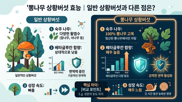 뽕나무 상황버섯 효능｜일반 상황버섯과 다른 점은?