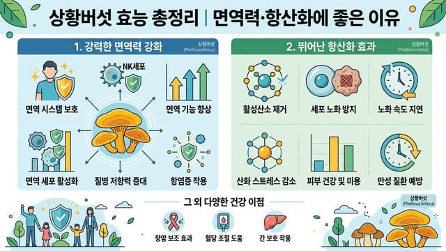 상황버섯 효능 총정리｜면역력·항산화에 좋은 이유