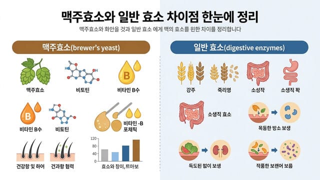 맥주효소와 일반 효소 차이점 한눈에 정리