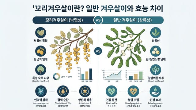 꼬리겨우살이란? 일반 겨우살이와 효능 차이