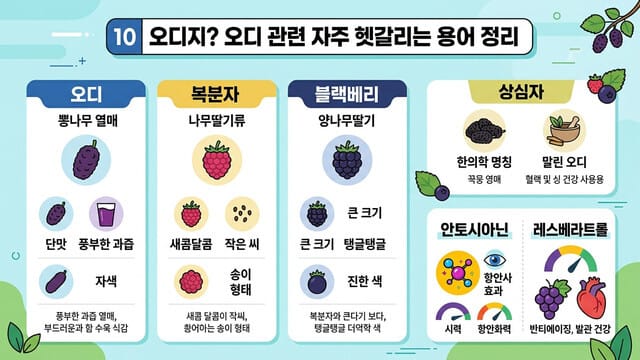 🔟 오디지? 오디 관련 자주 헷갈리는 용어 정리