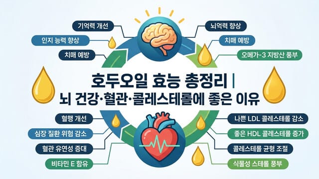 호두오일 효능 총정리|뇌 건강·혈관·콜레스테롤에 좋은 이유