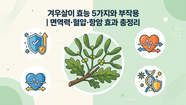 겨우살이 효능 5가지와 부작용 | 면역력·혈압·항암 효과 총정리