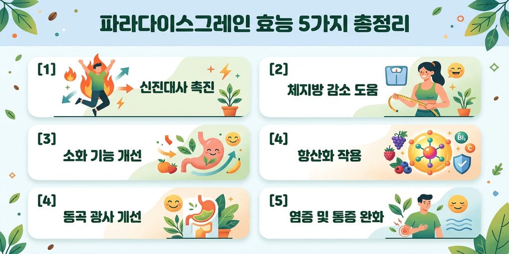파라다이스그레인 효능 5가지 총정리 - 이미지 1